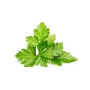 Cilantro