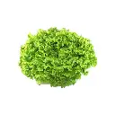 Lettuce Batavia (copy)